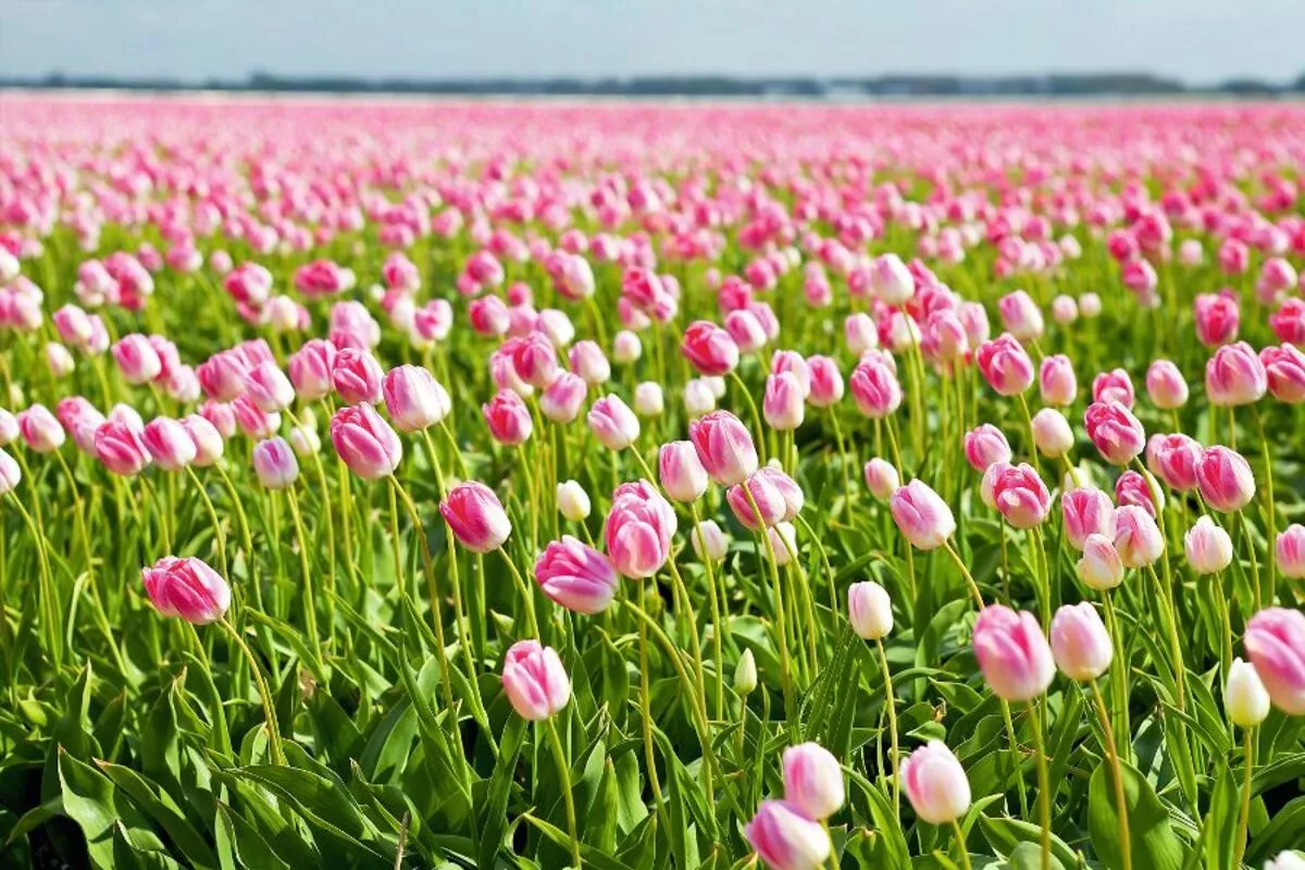 Tulpenfeld - © catolla - Fotolia