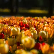 Tulpenfeld im Arboretum Vol?ji Potok