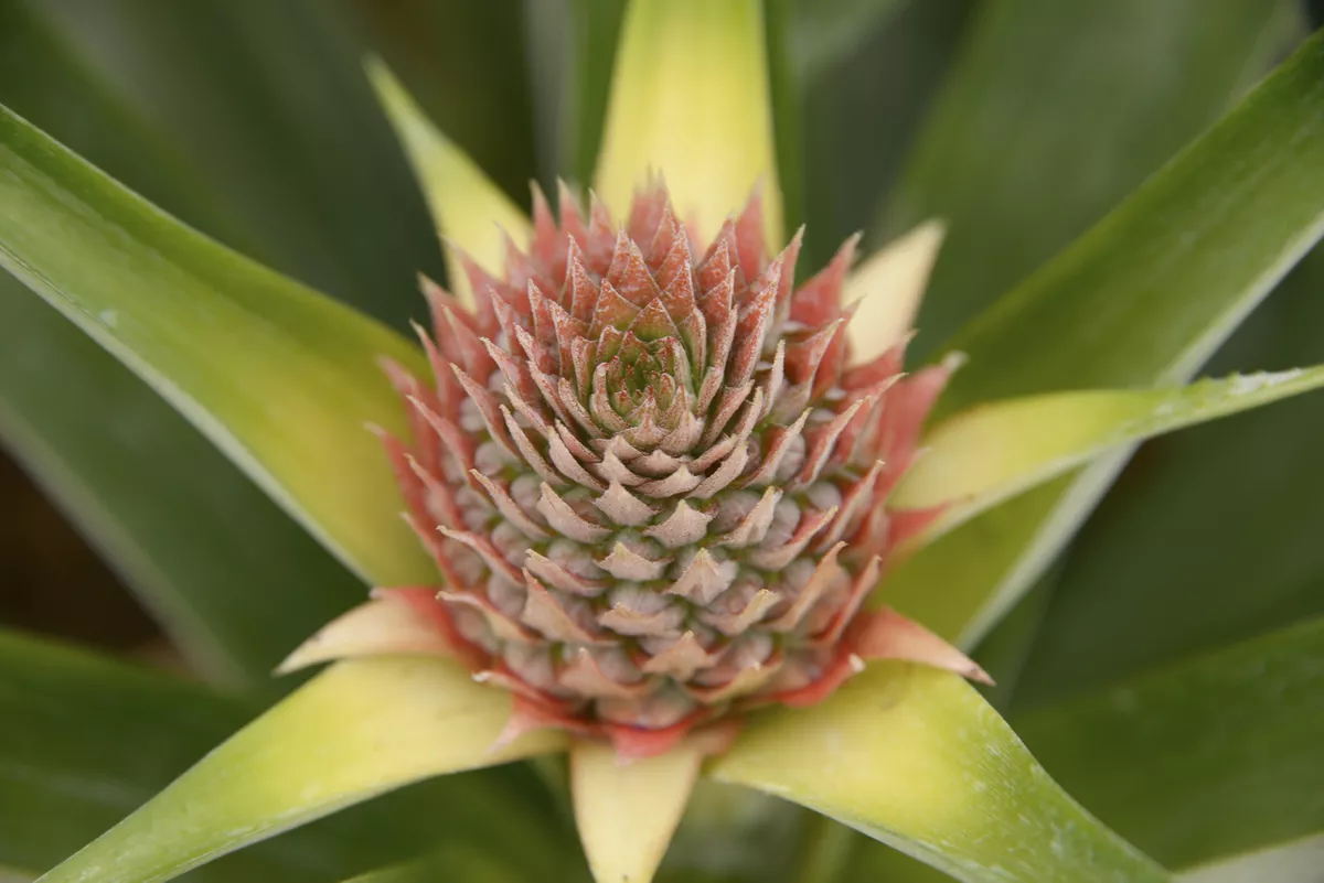 Ananas im Wachstum - ©                                                       