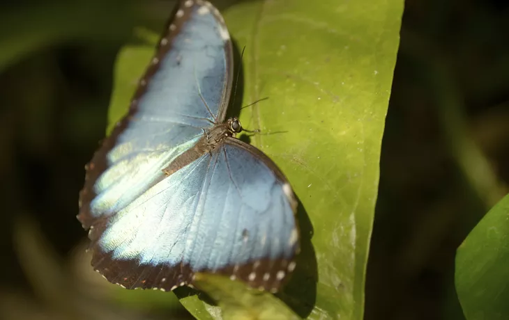 ©                                                        - Blue Morpho Schmetterling