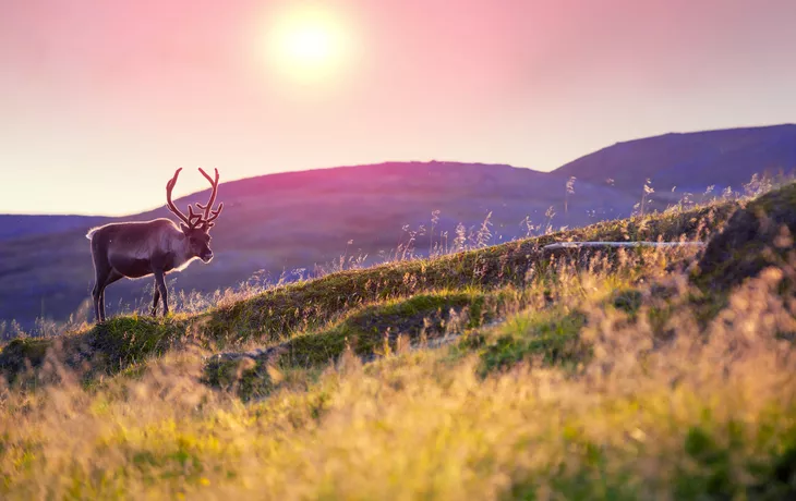 Rentiere grasen bei Sonnenuntergang auf einem Hügel in Lappland - © vvvita - stock.adobe.com