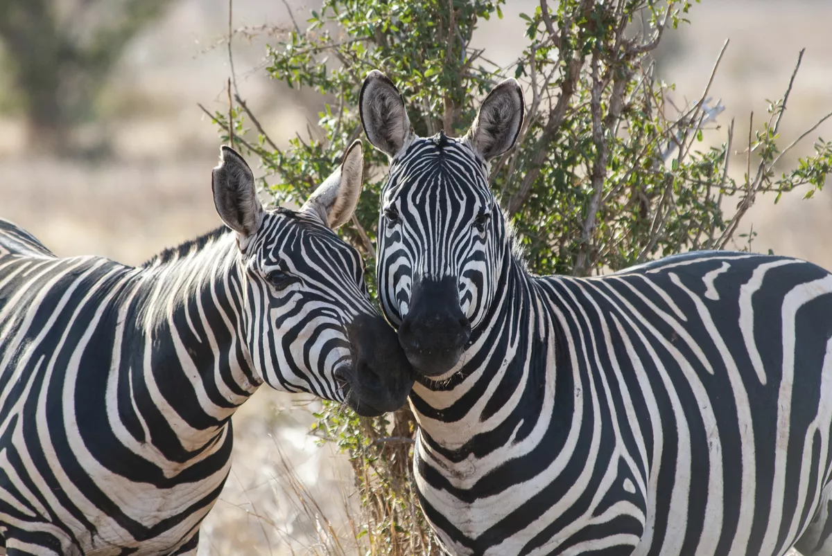 Zebras - © Getty Images/iStockphoto