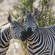 Zebras