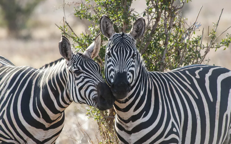 Zebras