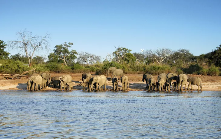 Elephant herd - © 2630ben - Fotolia