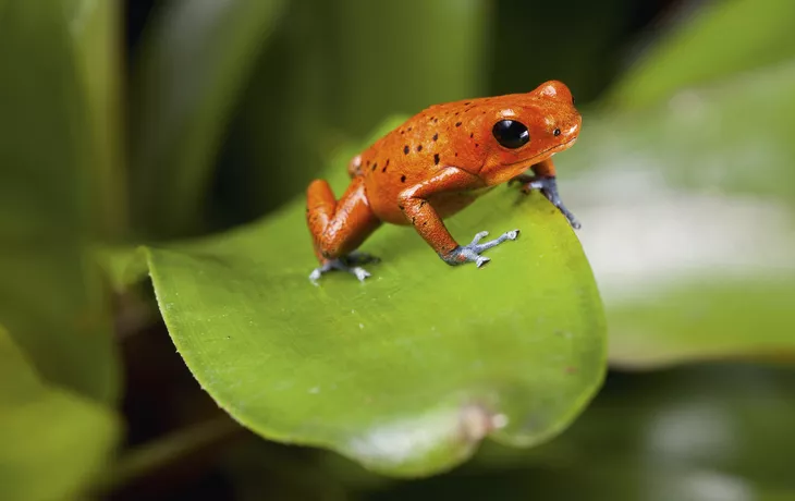 © kikkerdirk - Fotolia - Baumsteigerfrosch