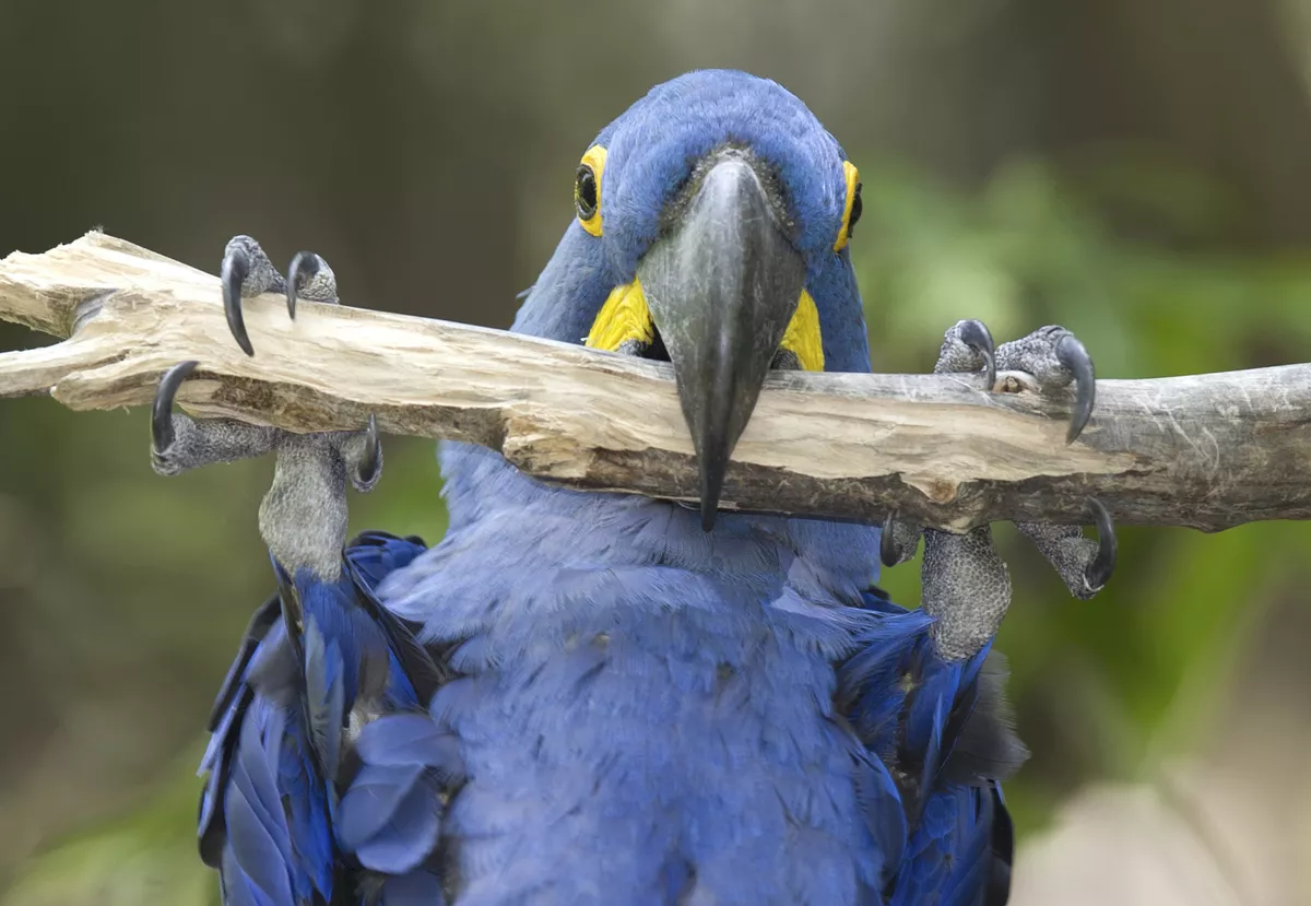 Ara im Pantanal, Brasilien - © ©hotshotsworldwide - stock.adobe.com