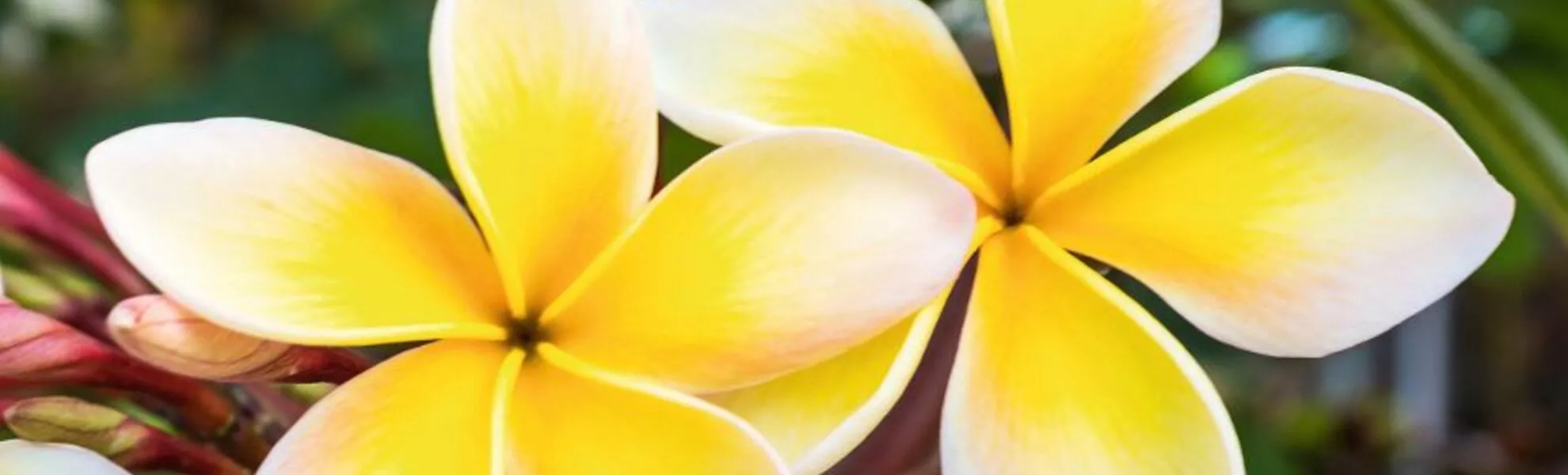 Plumeria or frangipani. - © amnachphoto - Fotolia