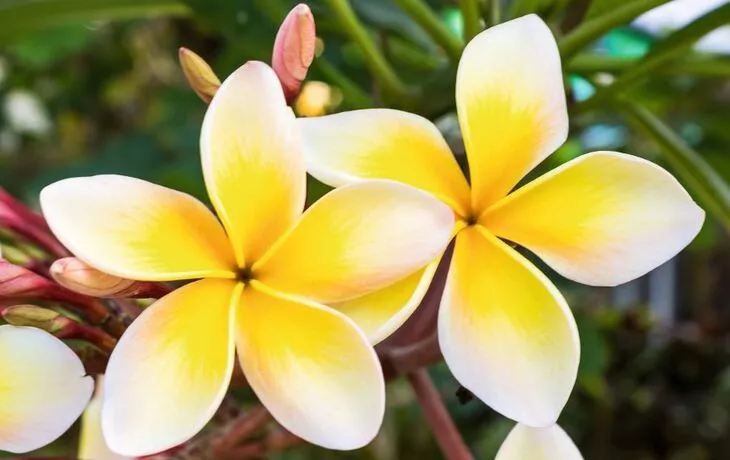 © amnachphoto - Fotolia - Plumeria or frangipani.