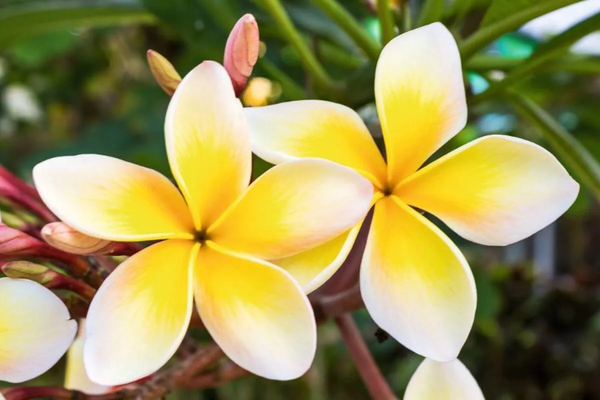 Plumeria or frangipani. - © amnachphoto - Fotolia