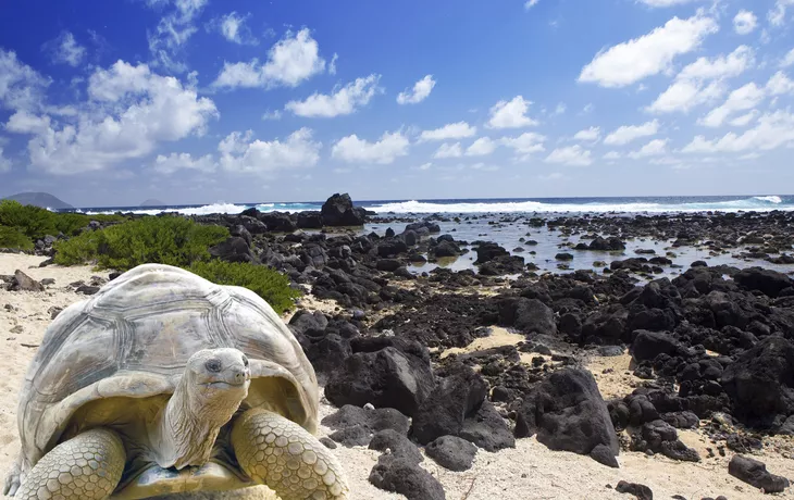 Riesenschildkröte, Galapagos - © Copyright:www.kkulikov.com