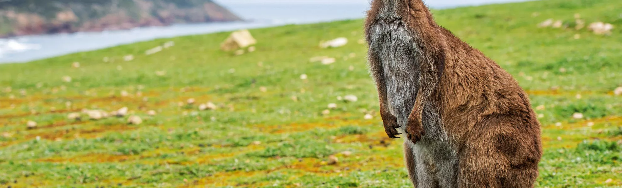 Känguru - © Andrea Izzotti - Fotolia