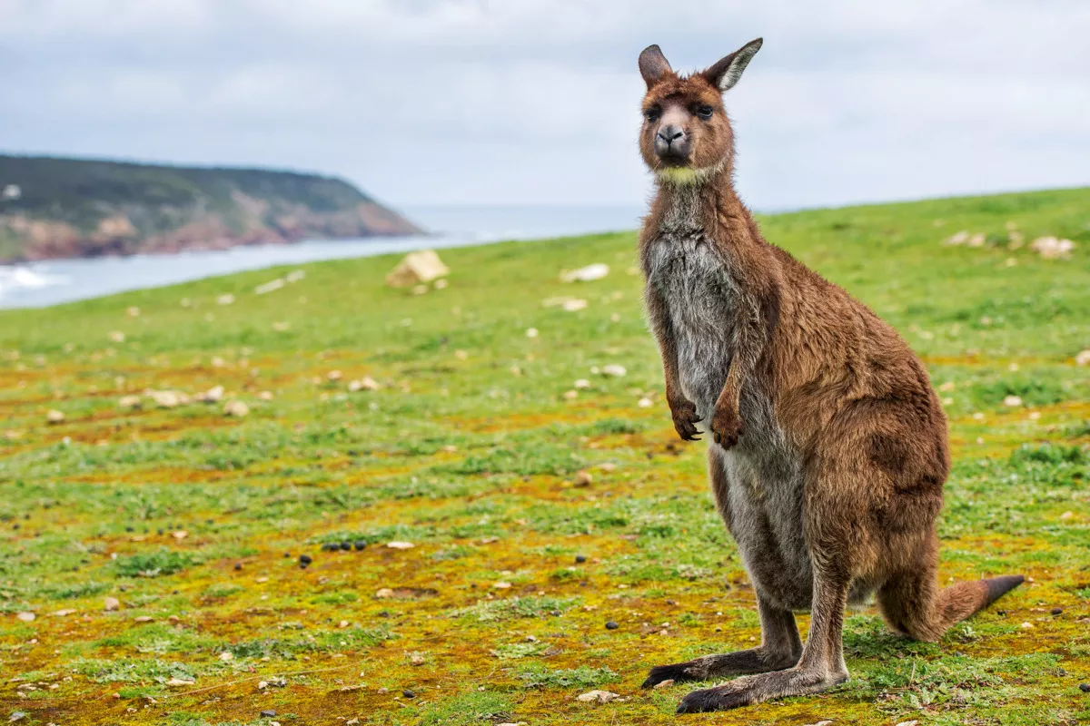 Känguru - © Andrea Izzotti - Fotolia