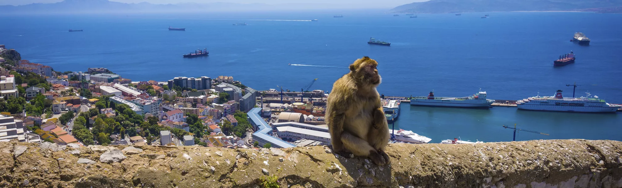 Berberaffe in Gibraltar