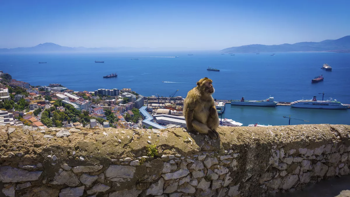 Berberaffe in Gibraltar