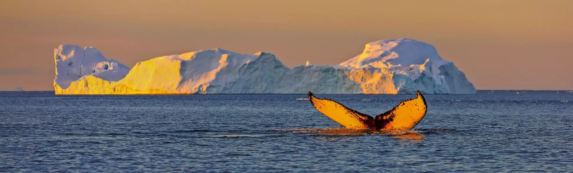 Whale Tauchen bei Ilulissat unter Eisbergen. Ihre Quelle ist der Jakobshavn-Gletscher. Die Quelle der Eisberge ist eine globale Erwärmung und katastrophales Auftauen von Eis, Disko Bay, Grönland - © vadim_petrakov - stock.adobe.com