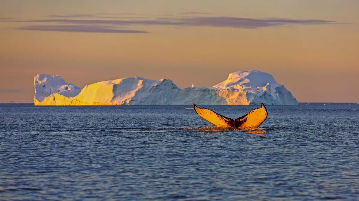 Whale Tauchen bei Ilulissat unter Eisbergen. Ihre Quelle ist der Jakobshavn-Gletscher. Die Quelle der Eisberge ist eine globale Erwärmung und katastrophales Auftauen von Eis, Disko Bay, Grönland - © vadim_petrakov - stock.adobe.com