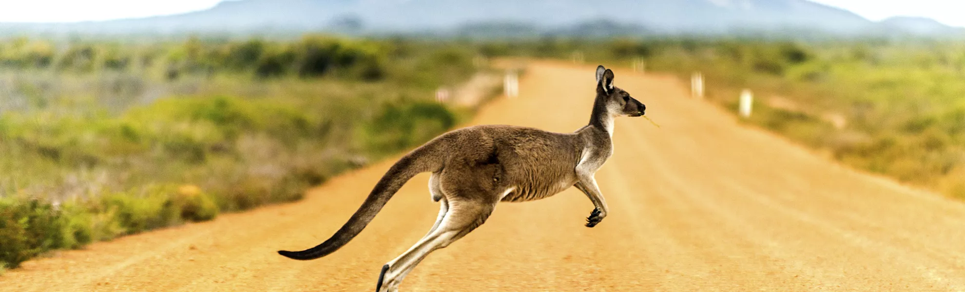 Känguru - © Getty Images/iStockphoto