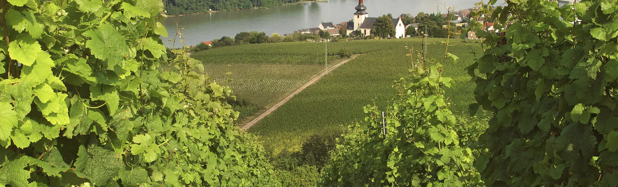 Pfälzische Weinberge bei Nierstein - © Fineart Panorama - stock.adobe.com