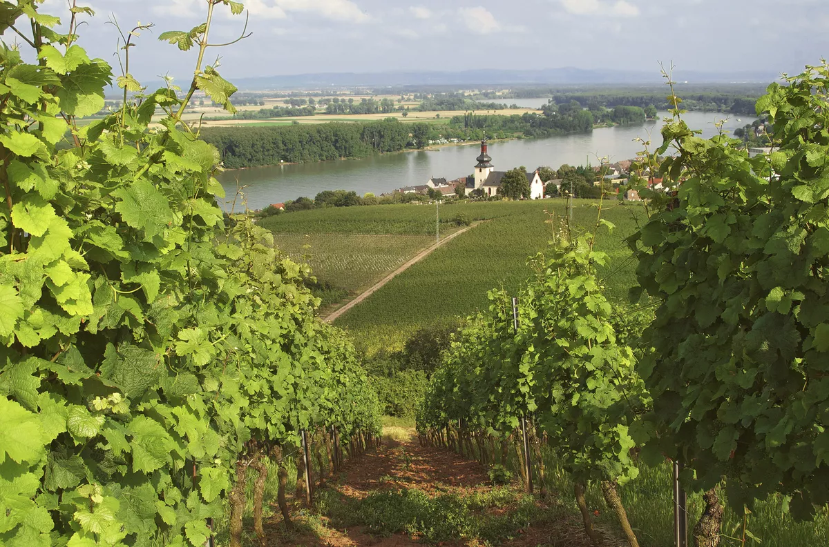 Pfälzische Weinberge bei Nierstein - © Fineart Panorama - stock.adobe.com