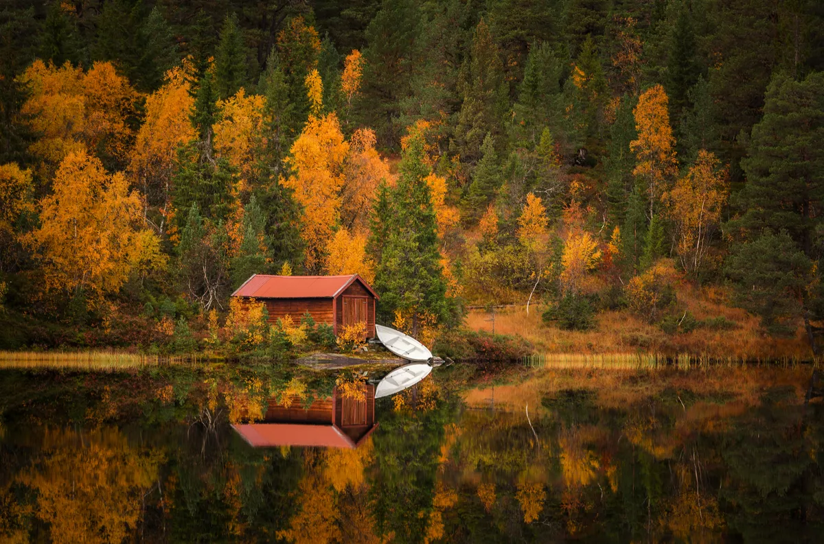 herbstliches Waldgebiet Bymarka nahe Trondheim - © Adrian - stock.adobe.com