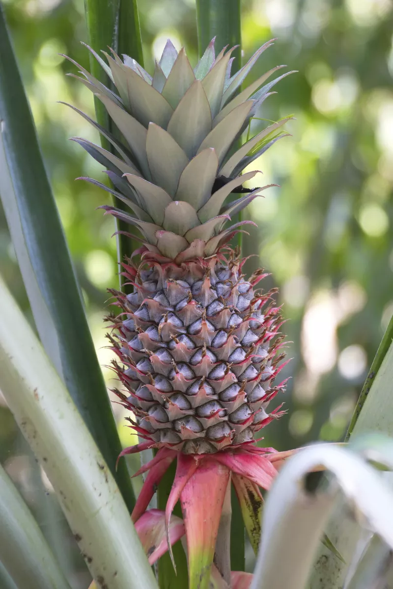 Fresh pineapple - © maicyber - Fotolia