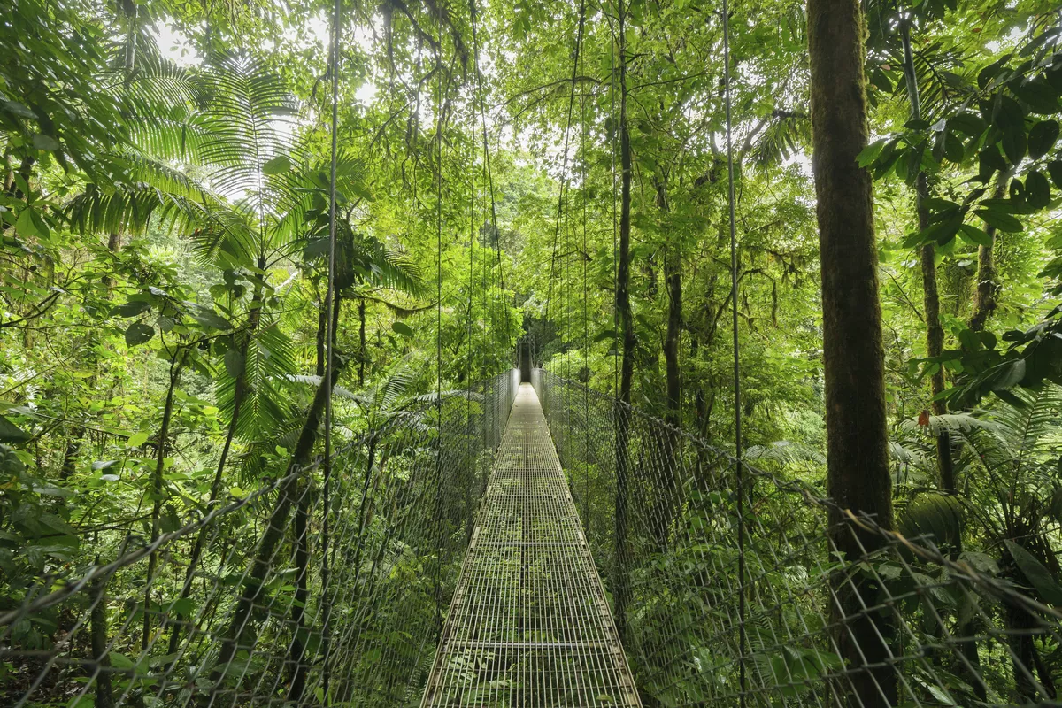 Sky Walk Monteverde - © Getty Images/iStockphoto