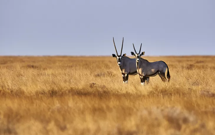 Oryx in der Savannah - © lucaar - Fotolia