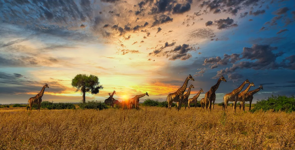 Giraffenherde - © www.africaphotobank.com