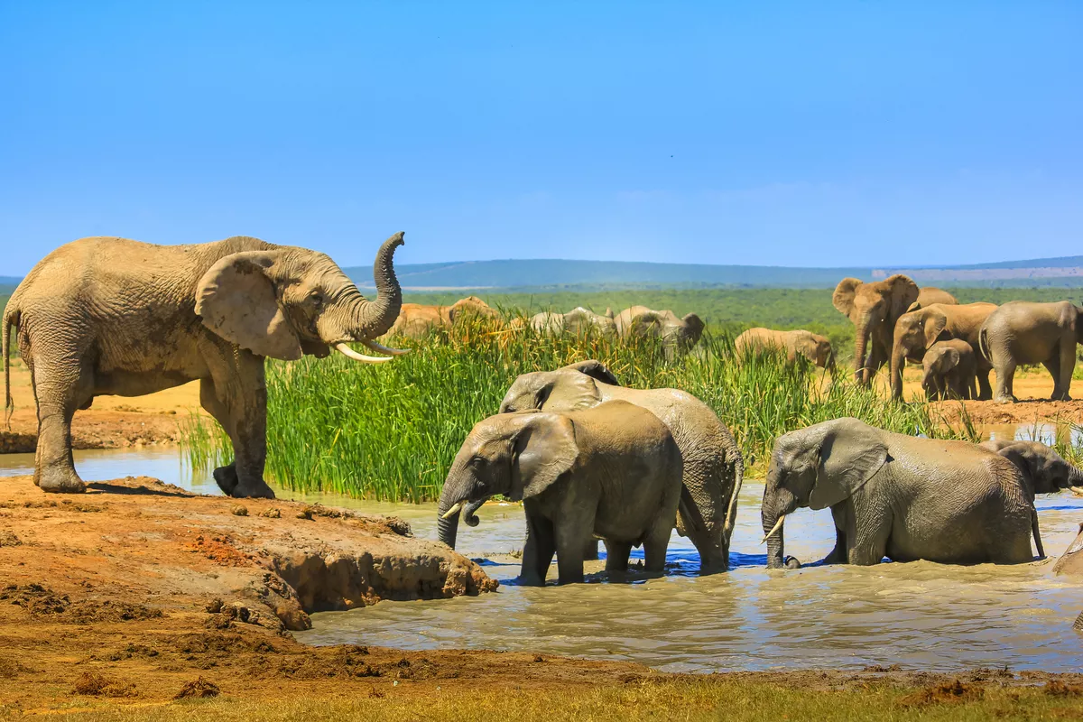 Addo-Elefanten-Nationalpark in Südafrika - ©bennymarty - stock.adobe.com