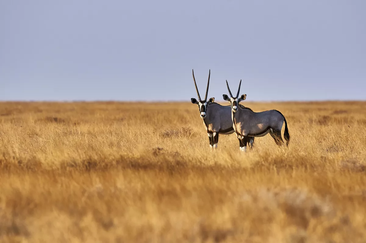 Two oryx in the savannah - © lucaar - Fotolia