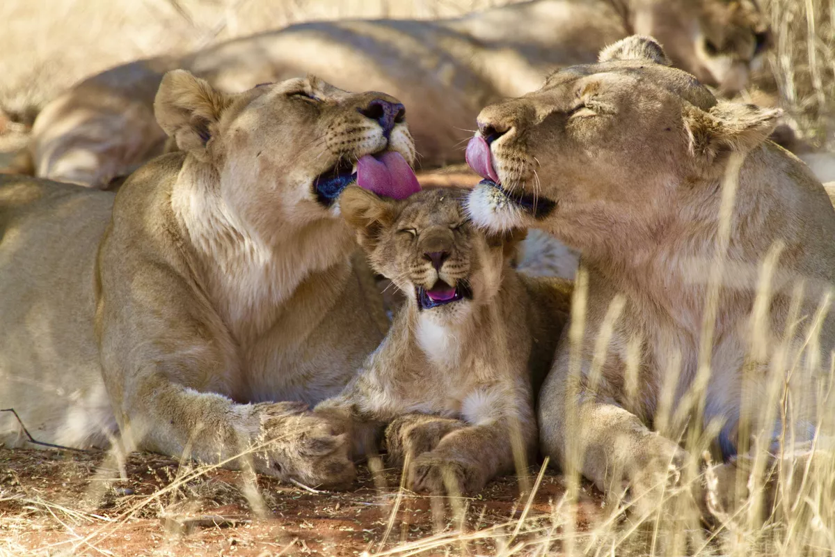 Löwen im Madikwe-Wildreservat - © Chris - stock.adobe.com