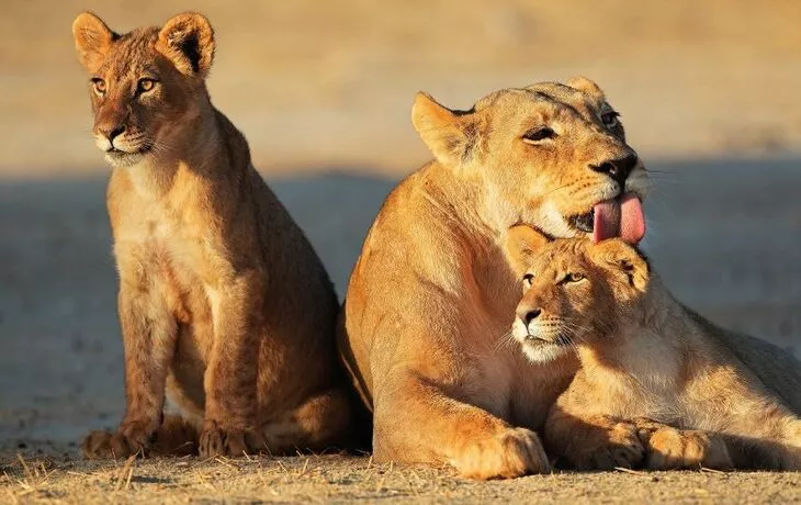 Löwen in der Kalahari Wüste - © EcoView - Fotolia