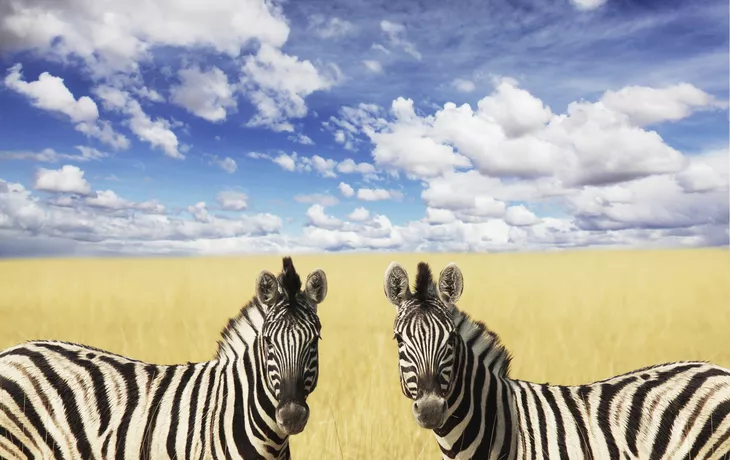 Zebras, Etosha-Nationalpark - © ©Galyna Andrushko - stock.adobe.com