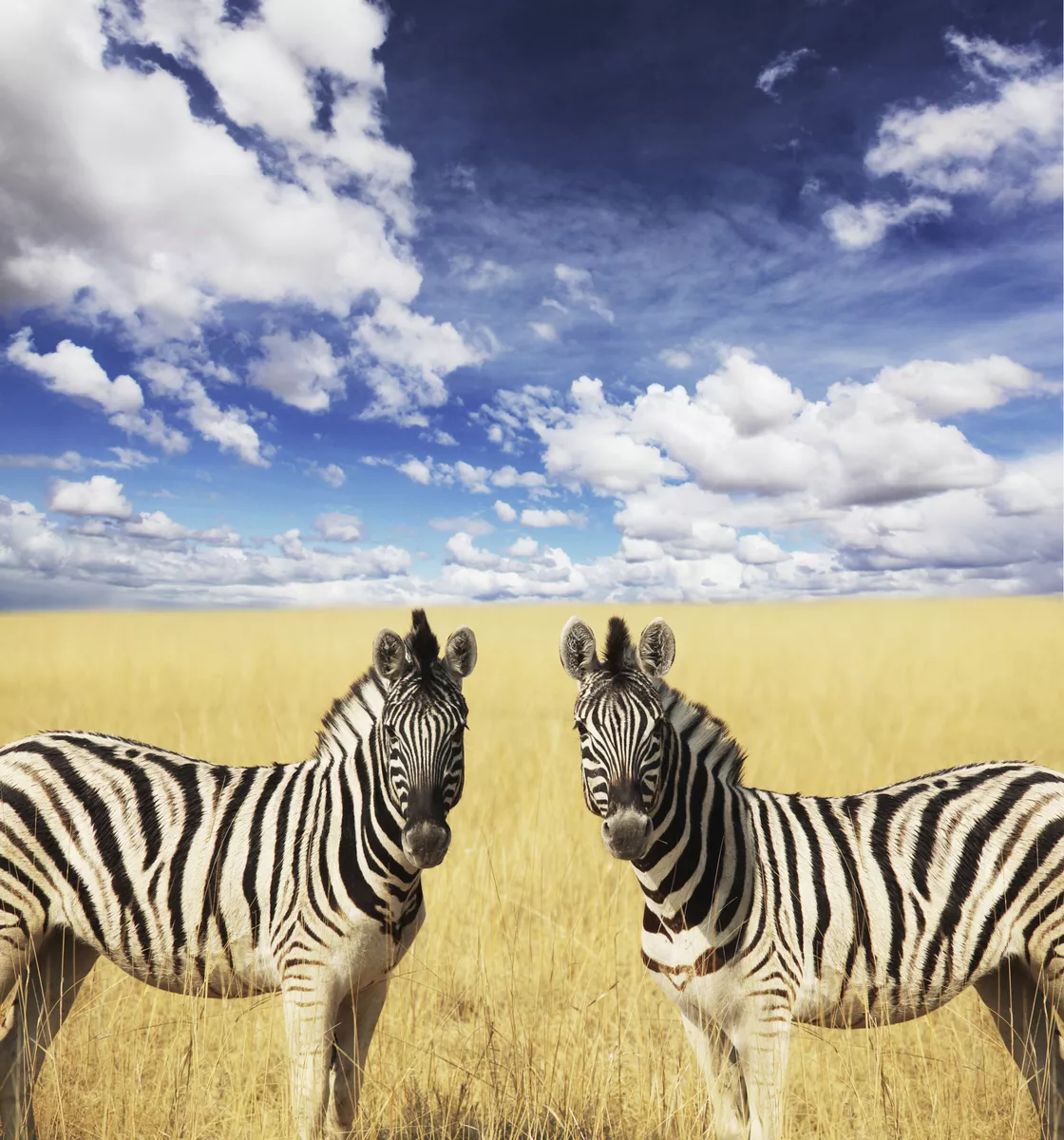 Zebras, Etosha-Nationalpark - © ©Galyna Andrushko - stock.adobe.com