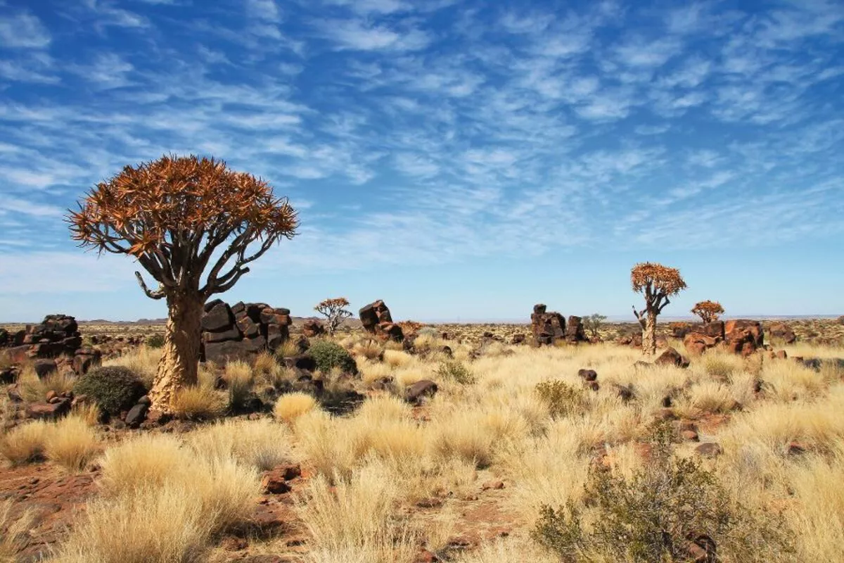 Köcherbaumwald in Namibia - © Bernd Pölling - Fotolia