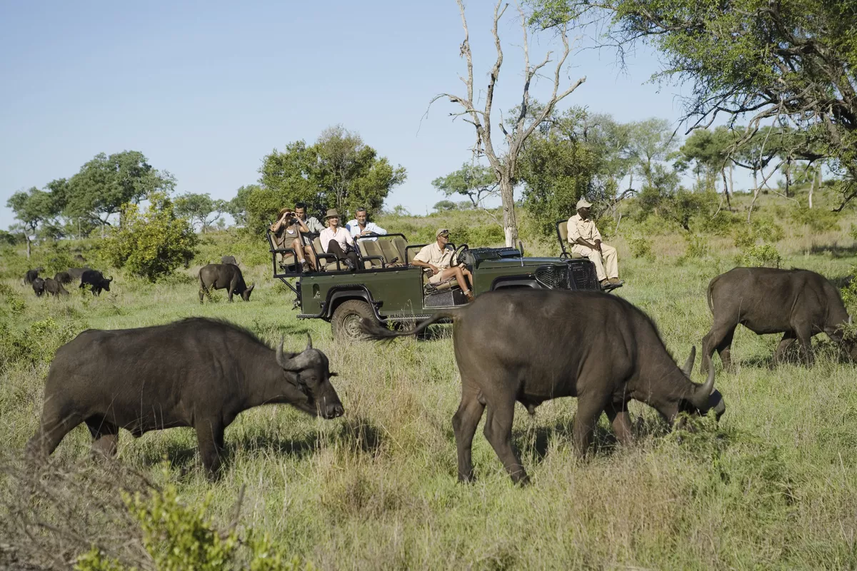 Afrikanische Büffel - © ©biker3 - stock.adobe.com