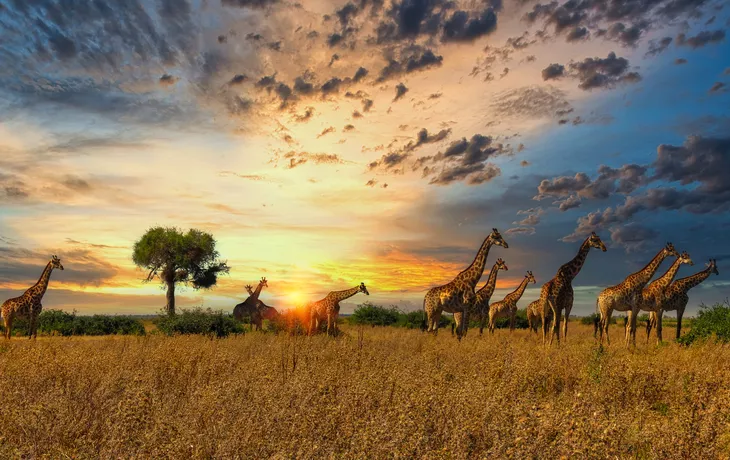 Giraffenherde - © www.africaphotobank.com