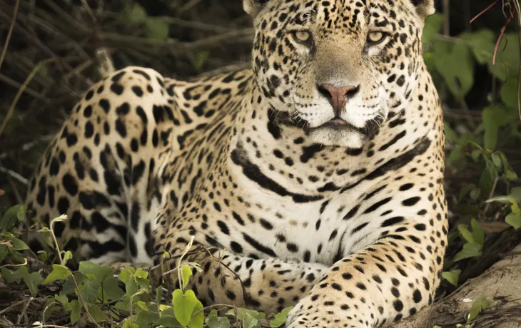 Jaguar  - © Nick Dale - stock.adobe.com