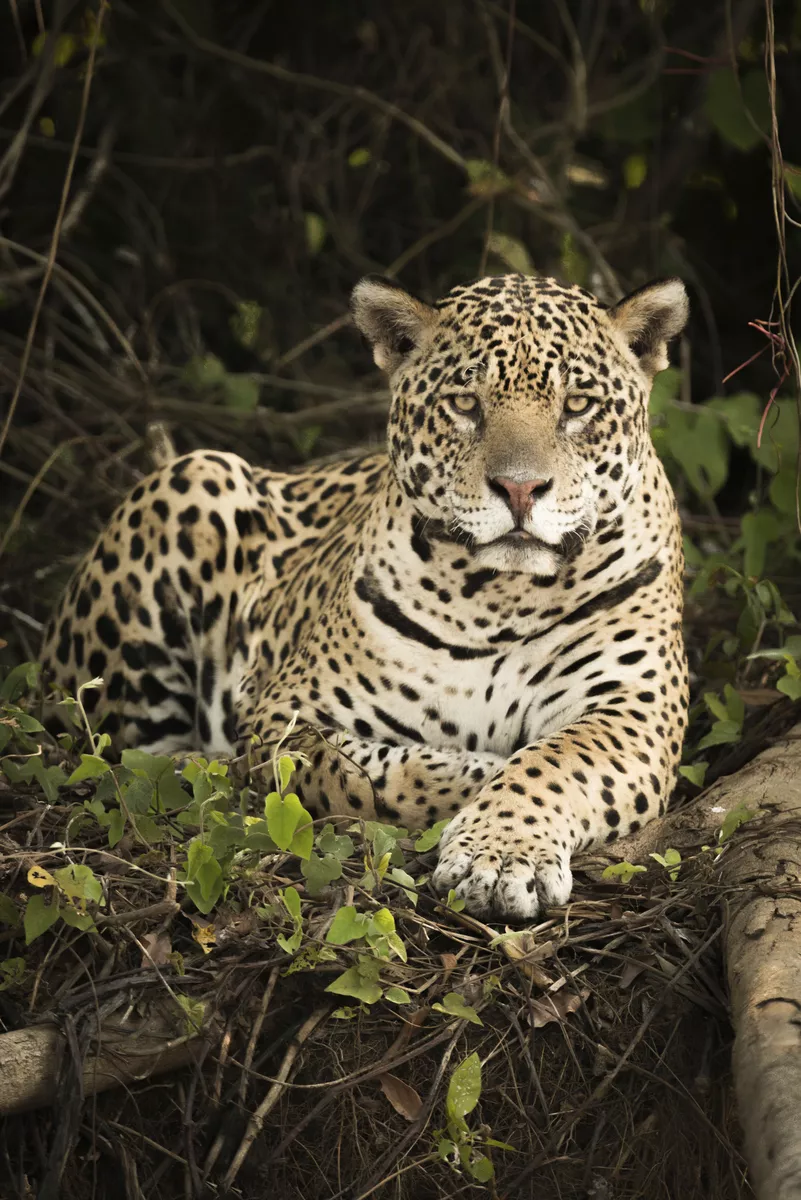 Jaguar  - © Nick Dale - stock.adobe.com