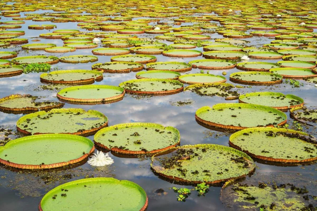 Victoria Régia oder Riesen Seerose - © F.C.G. - Fotolia