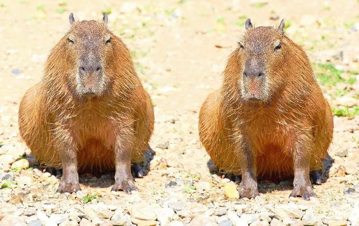 Capybara - © Kletr - Fotolia