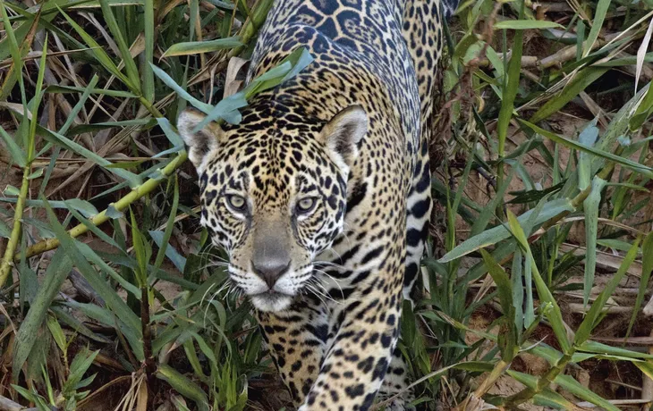Jaguar - © aussieanouk - Fotolia