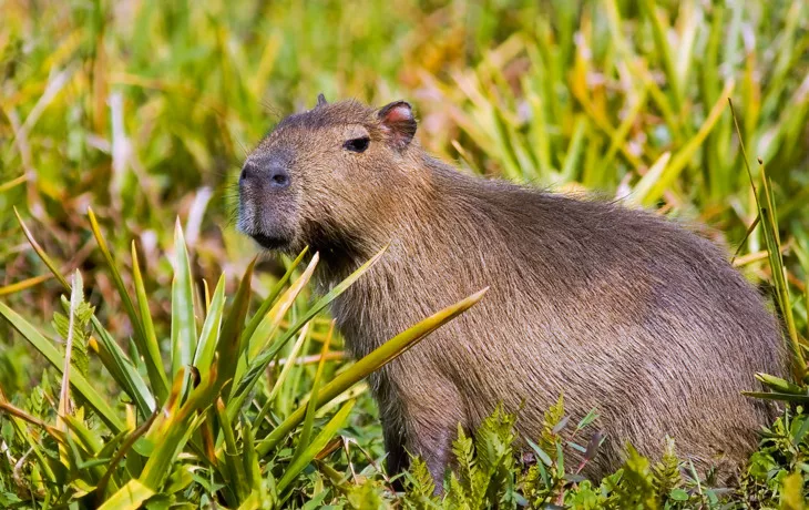 Wasserschwein / Capybara - © elnavegante - Fotolia