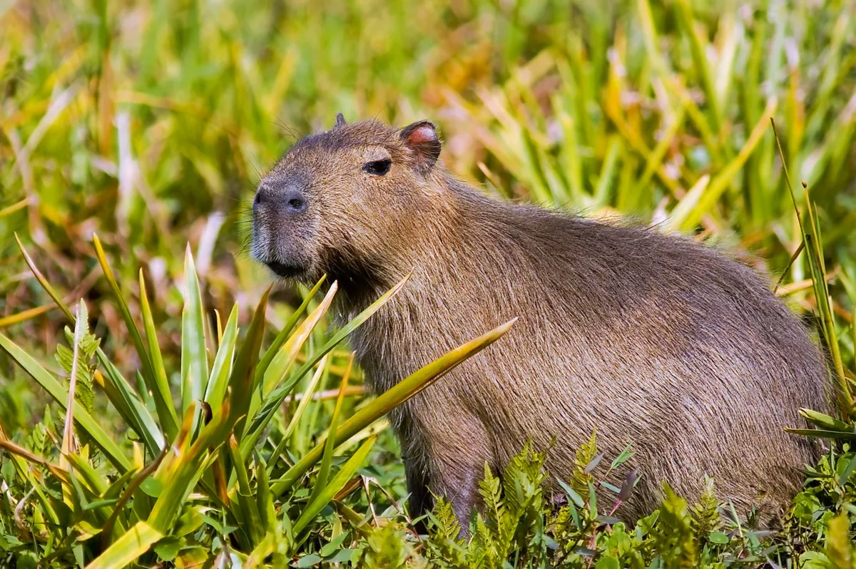 Wasserschwein / Capybara - © elnavegante - Fotolia