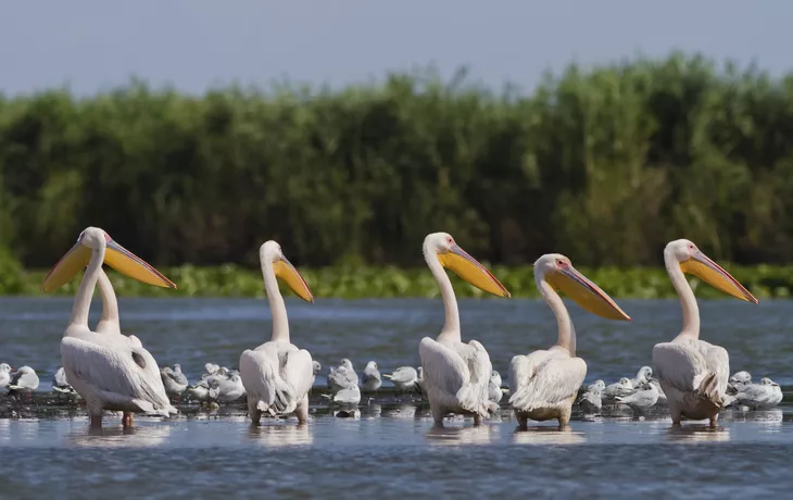 Rosapelikane im Donaudelta - © shutterstock_95073268