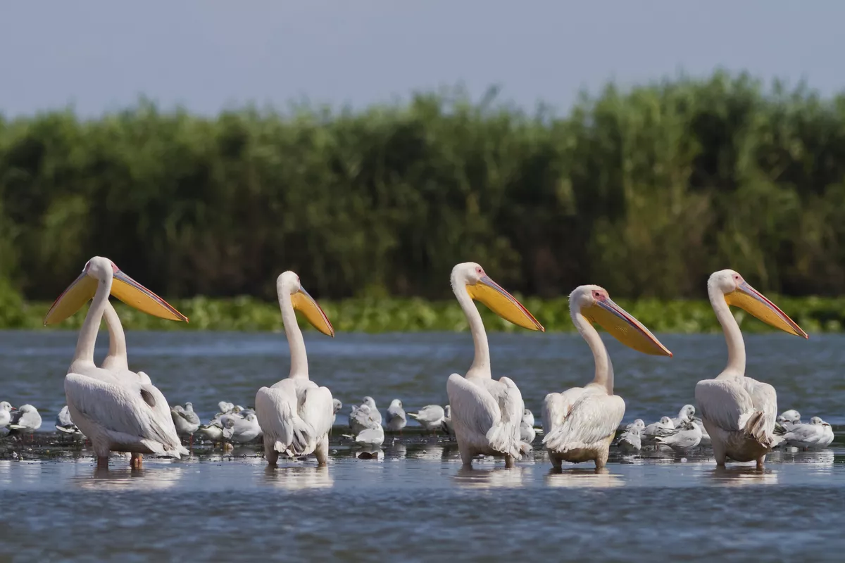 Rosapelikane im Donaudelta - © shutterstock_95073268