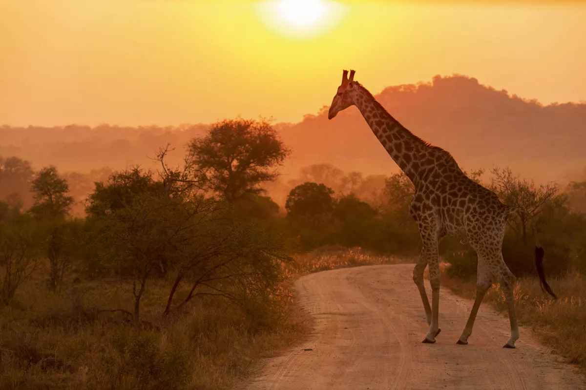 Giraffe am Sonnenaufgang - © Michael Robbins - Fotolia