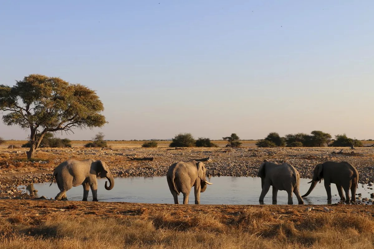 Elefantenherde - © Getty Images/iStockphoto