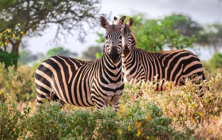 wilde Zebras - ©eunikas - stock.adobe.com